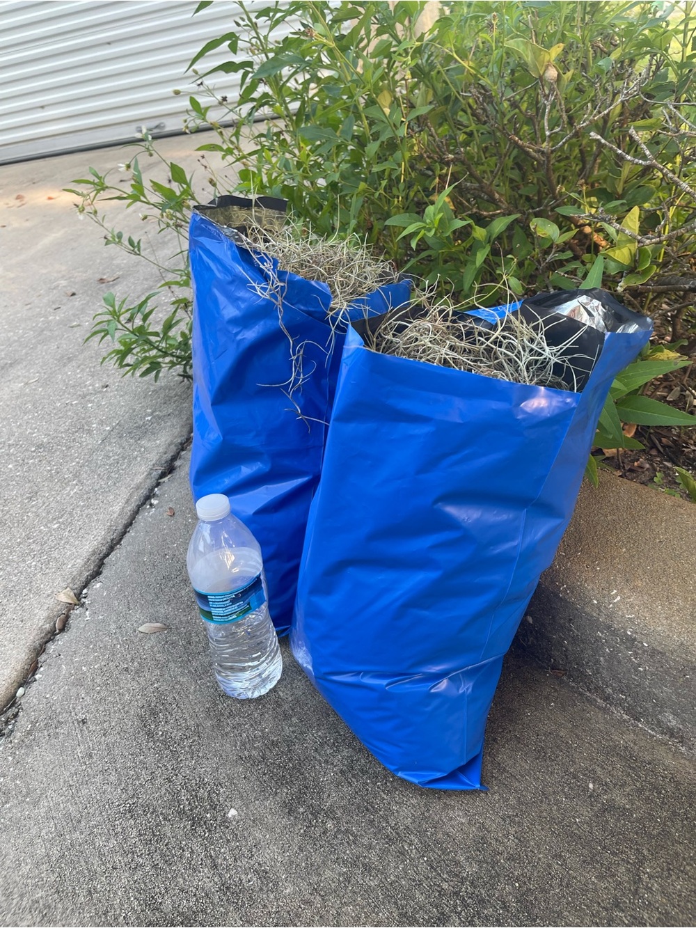2 lbs Spanish moss